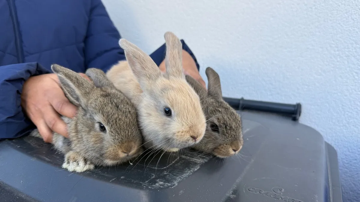 Bunnies - Image 1