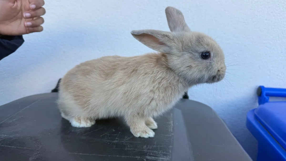 Bunnies - Image 2