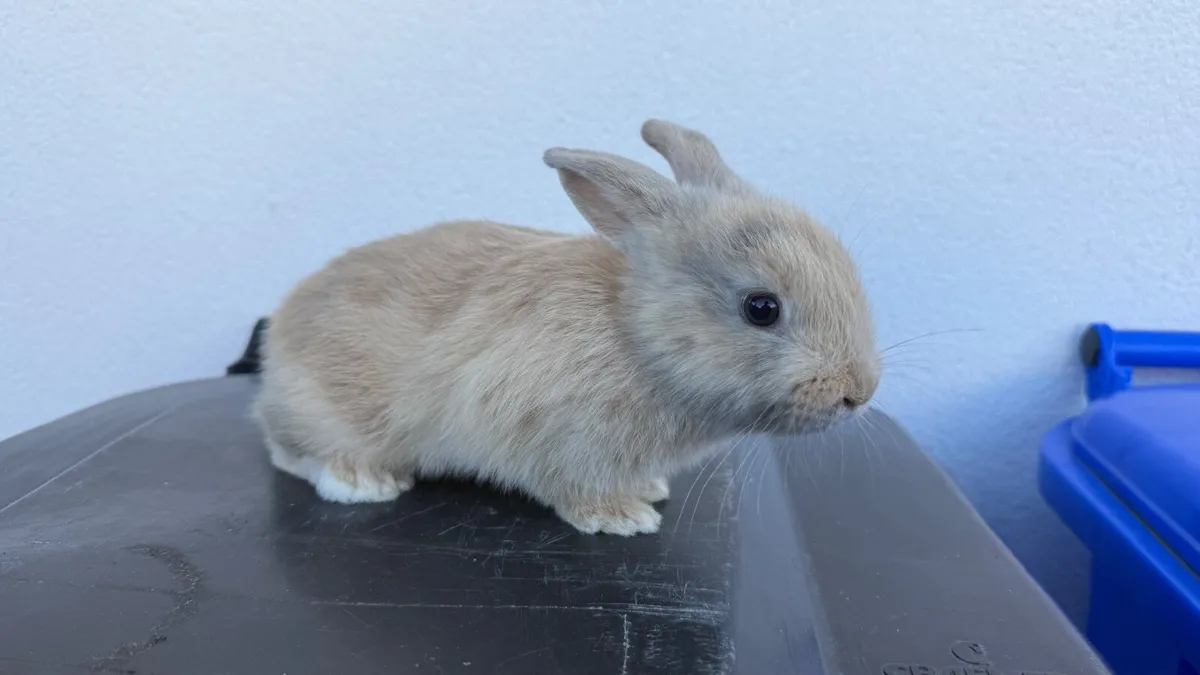 Bunnies - Image 4