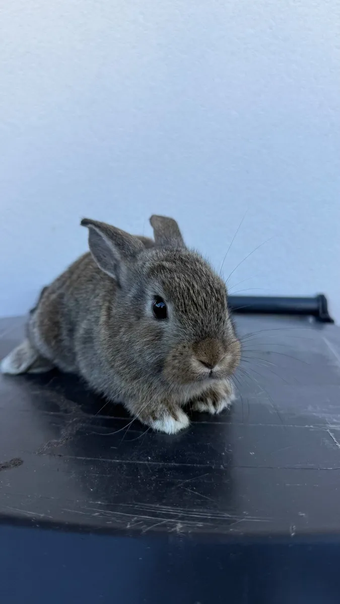 Bunnies - Image 3