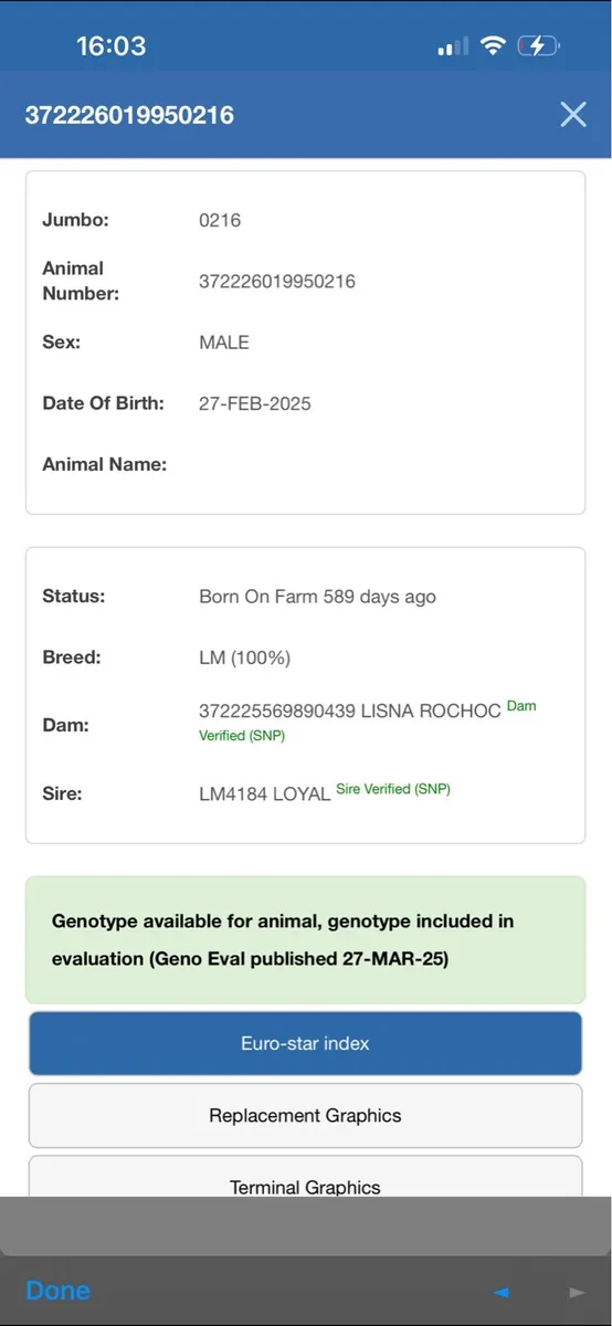 Ch + Lm bull 5 star - Image 4