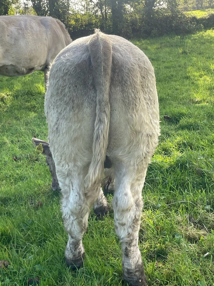 Charlois bull calf - Image 3