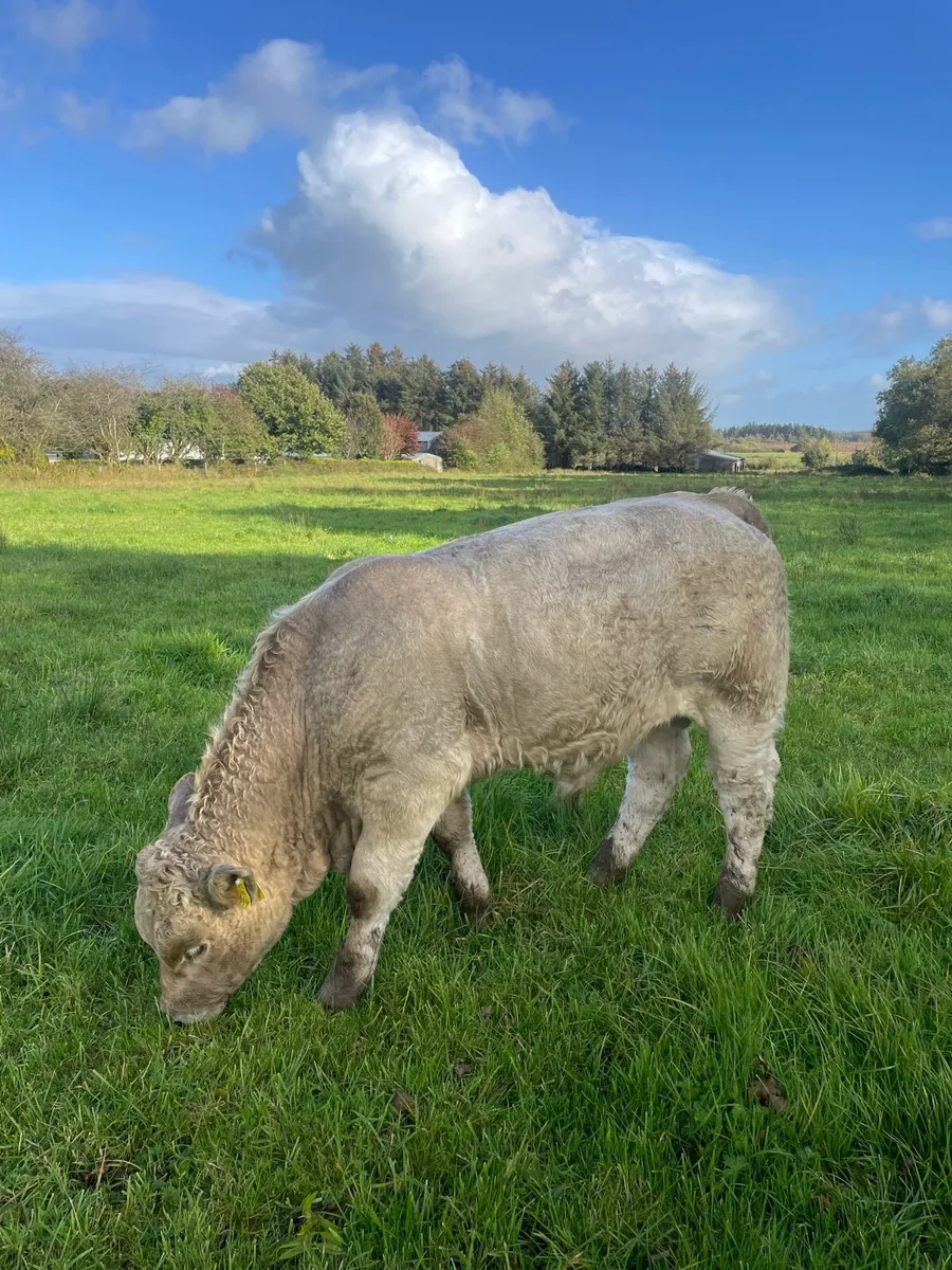 Charlois bull calf - Image 4