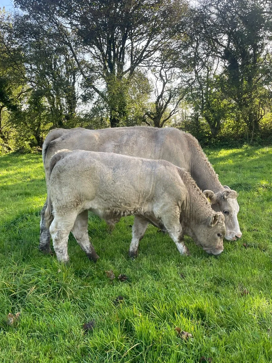 Charlois bull calf - Image 1