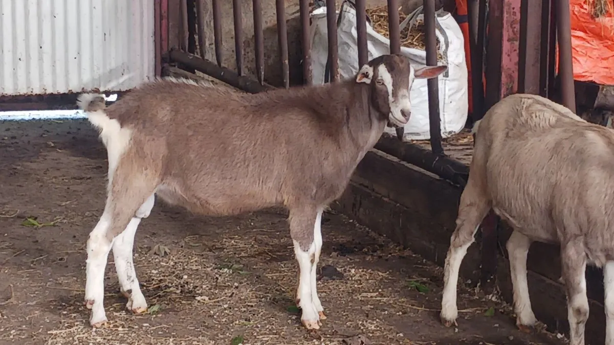 Goat - Image 1