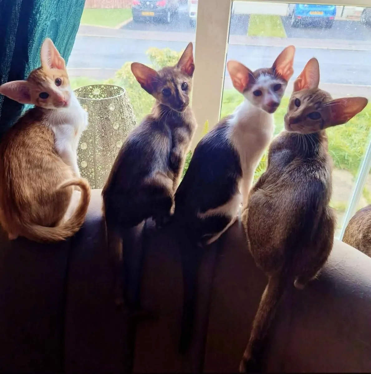 Female Pedigree Oriental kitten 😸 - Image 3