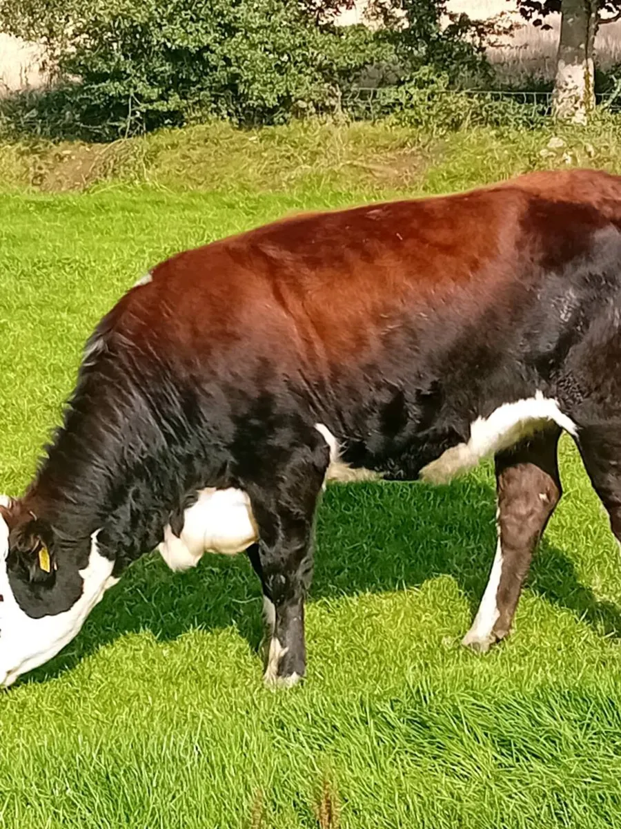 In calf heifers - Image 1