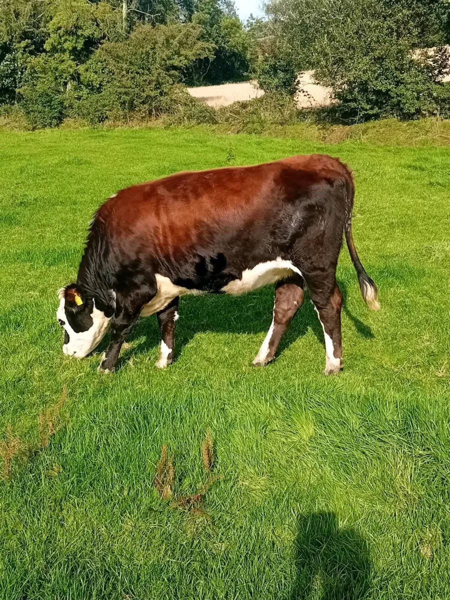 In calf heifers - Image 2