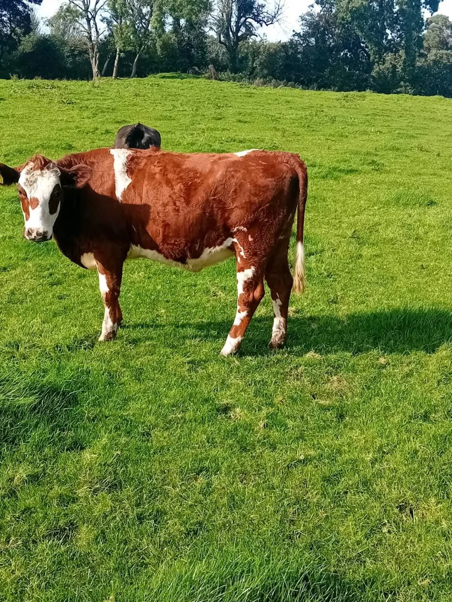 In calf heifers - Image 3