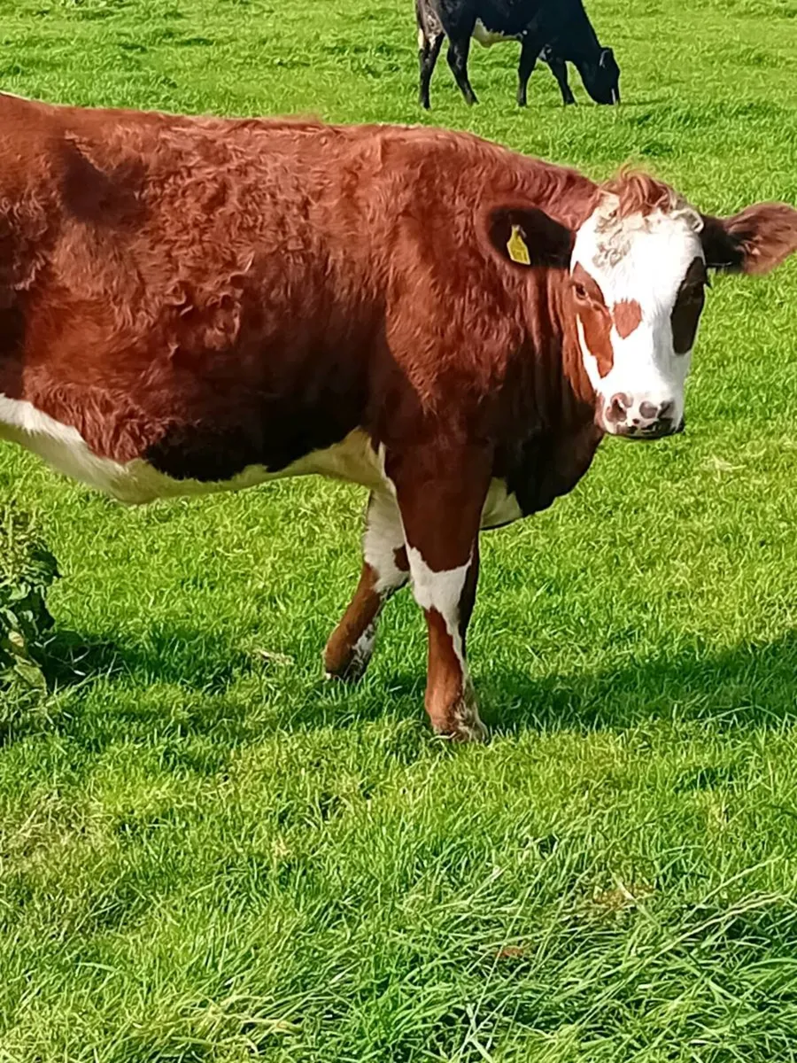 In calf heifers - Image 4