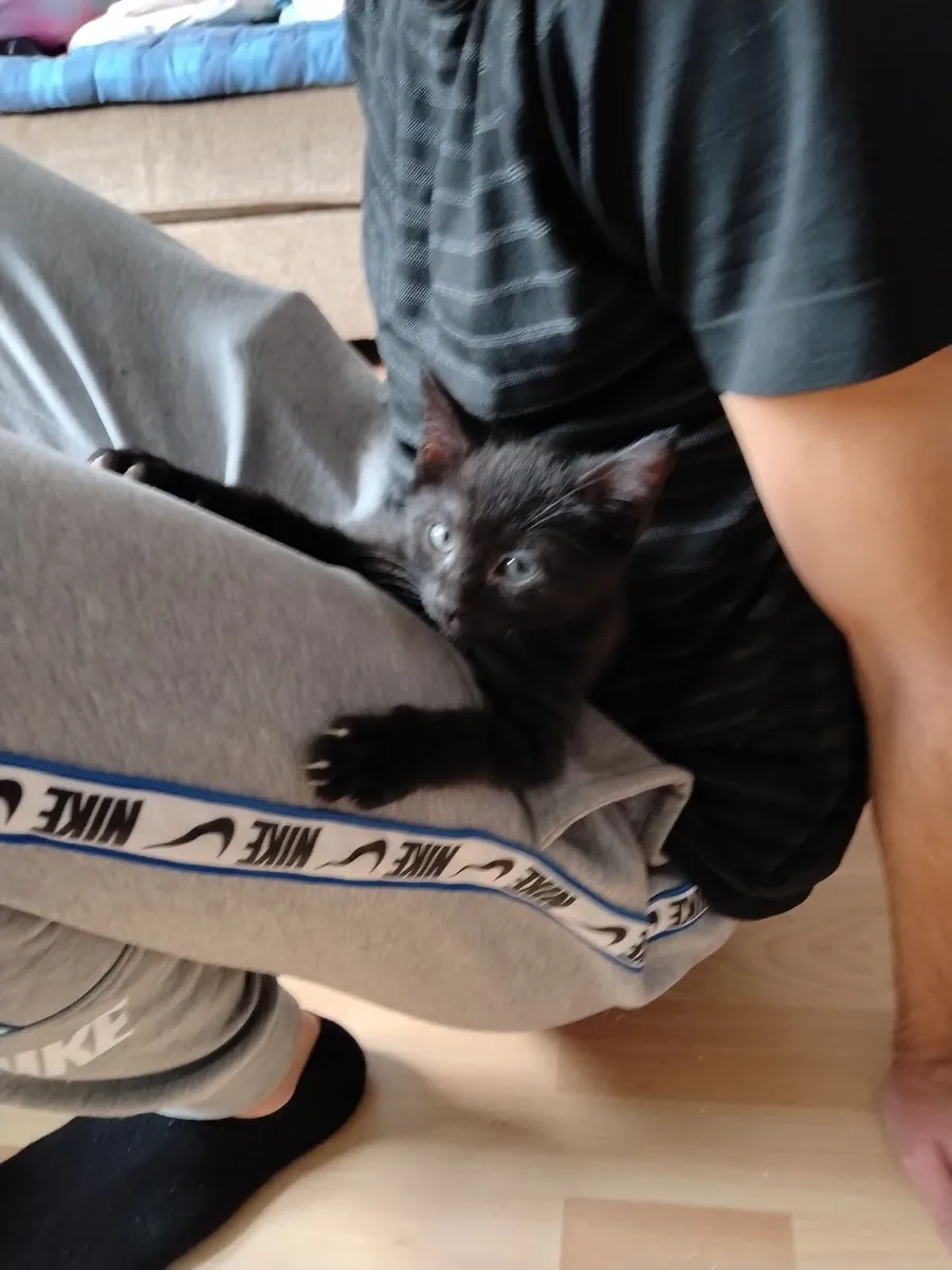 Kittens - Image 1