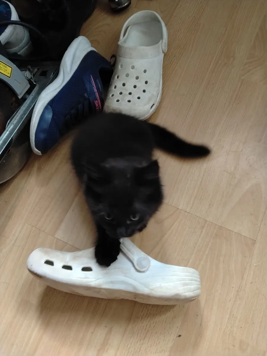 Kittens - Image 2