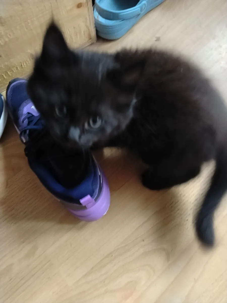 Kittens - Image 3