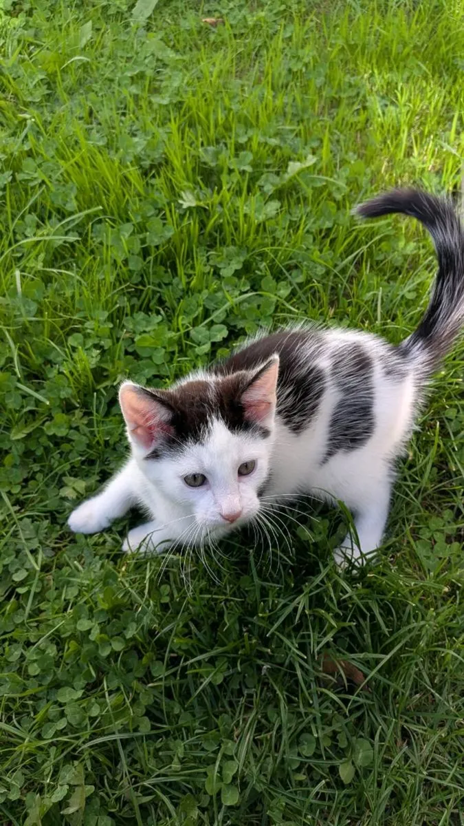 Male kitten - Image 1