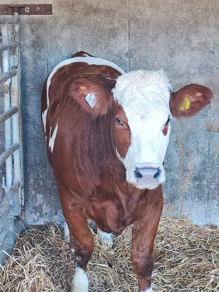 Heifer - Image 1