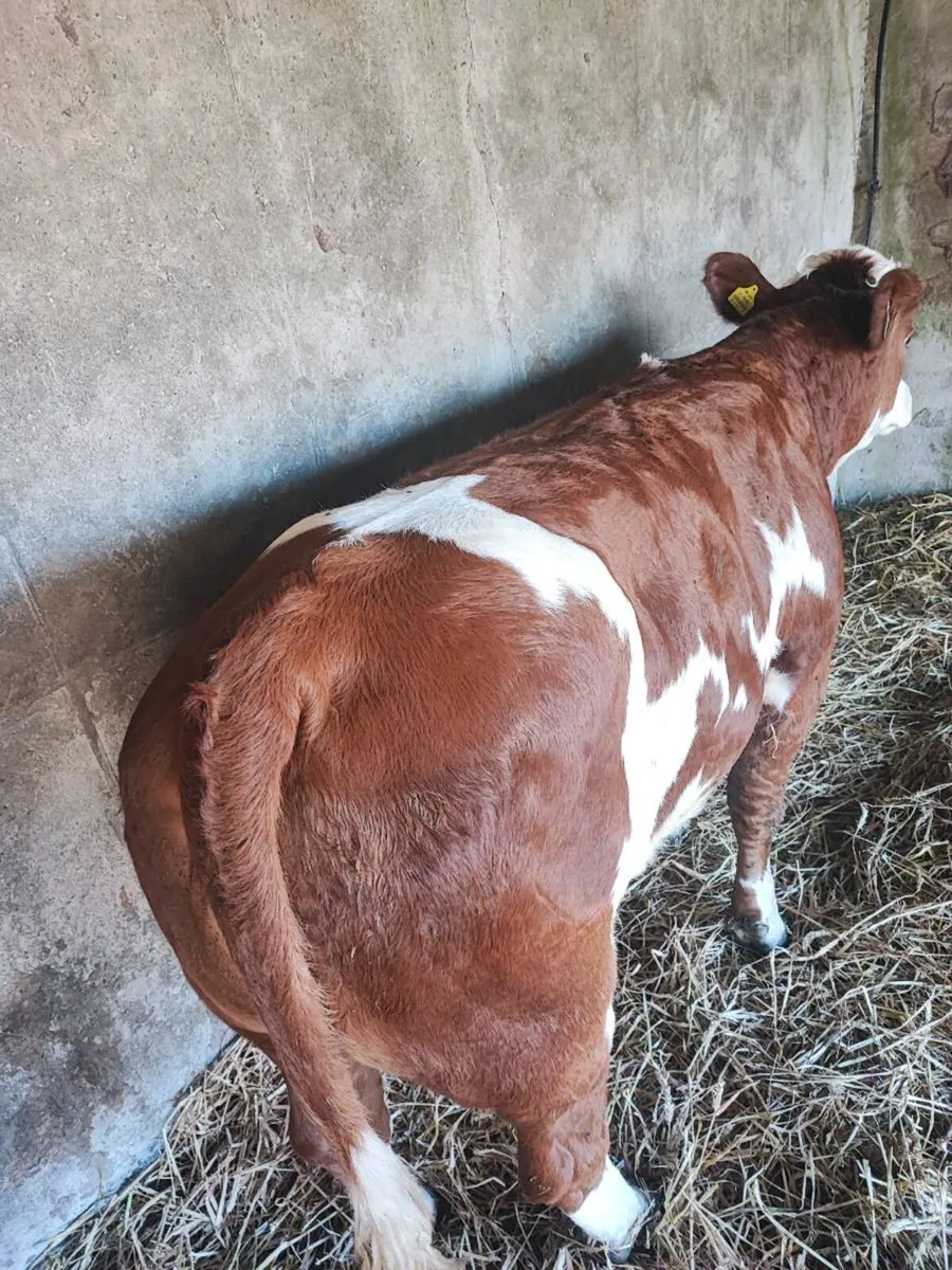 Heifer - Image 2