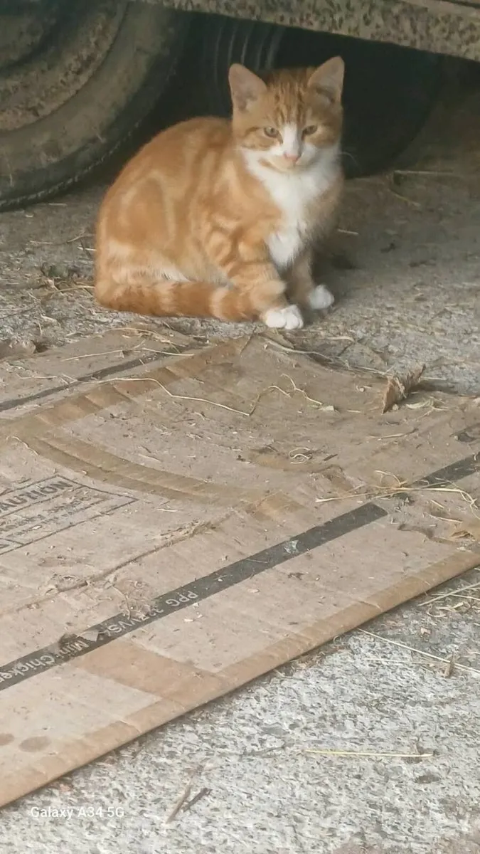 Two Male Kittens for €50 - Image 1