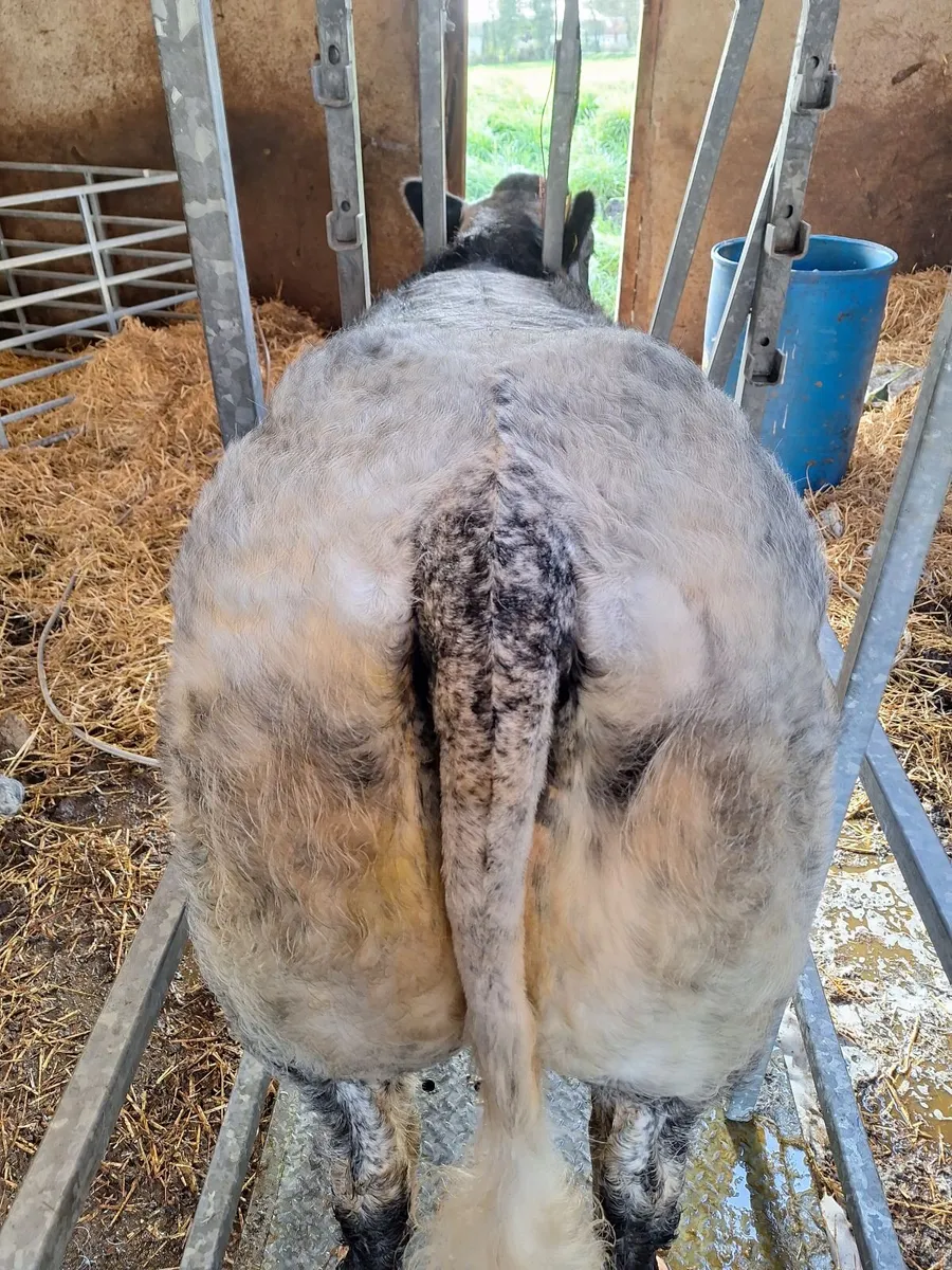 EBY Heifer LOT 847 - Image 2