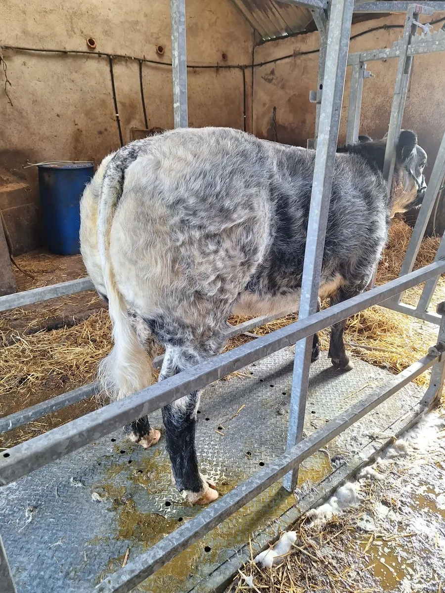 EBY Heifer LOT 847 - Image 1