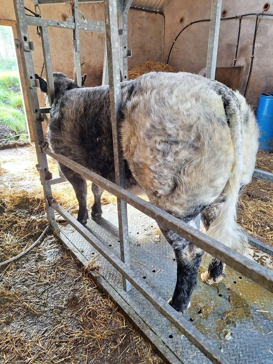 EBY Heifer LOT 847 - Image 3