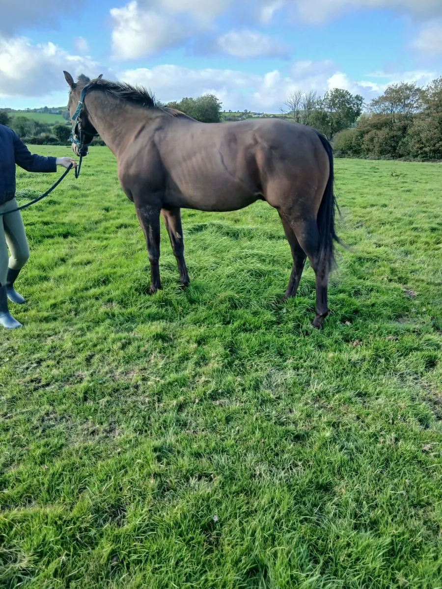Horse