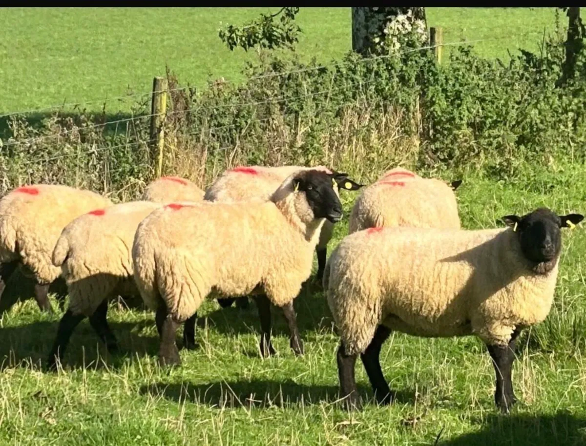 8 x Suffolk Ewe Hoggets - Image 2