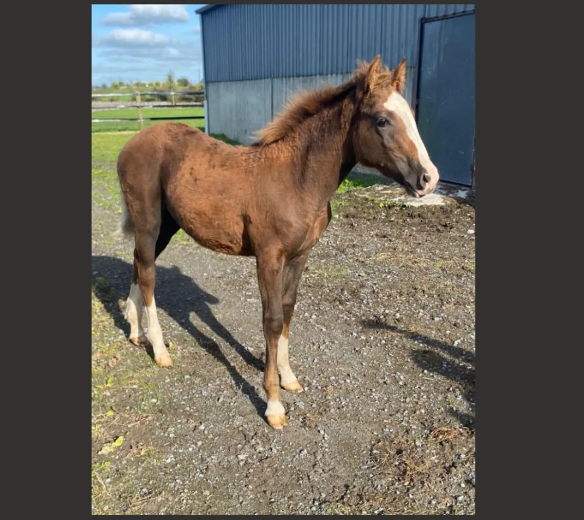 Sports Pony Filly Foal by HSF Lucky Boy - Image 1