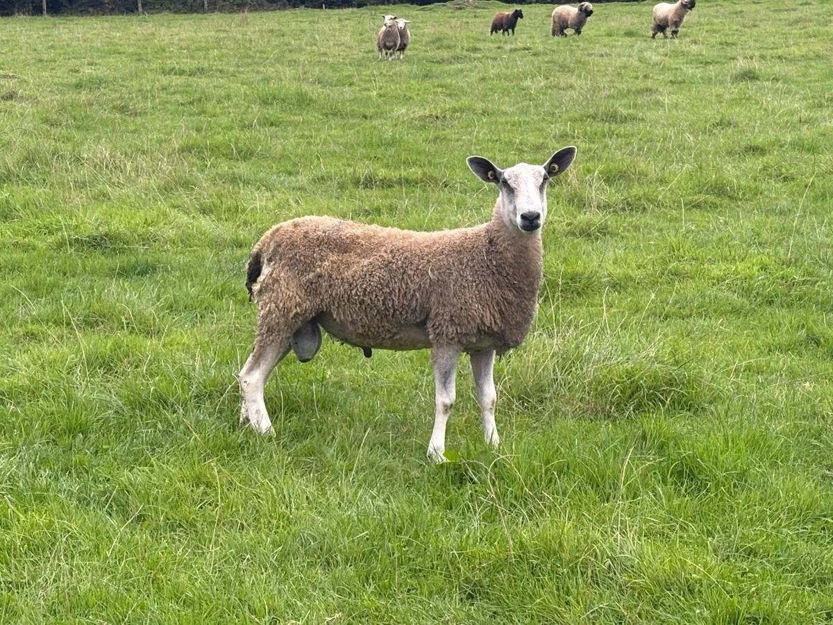 Bluefaced Leicester Rams for Sale - Image 3