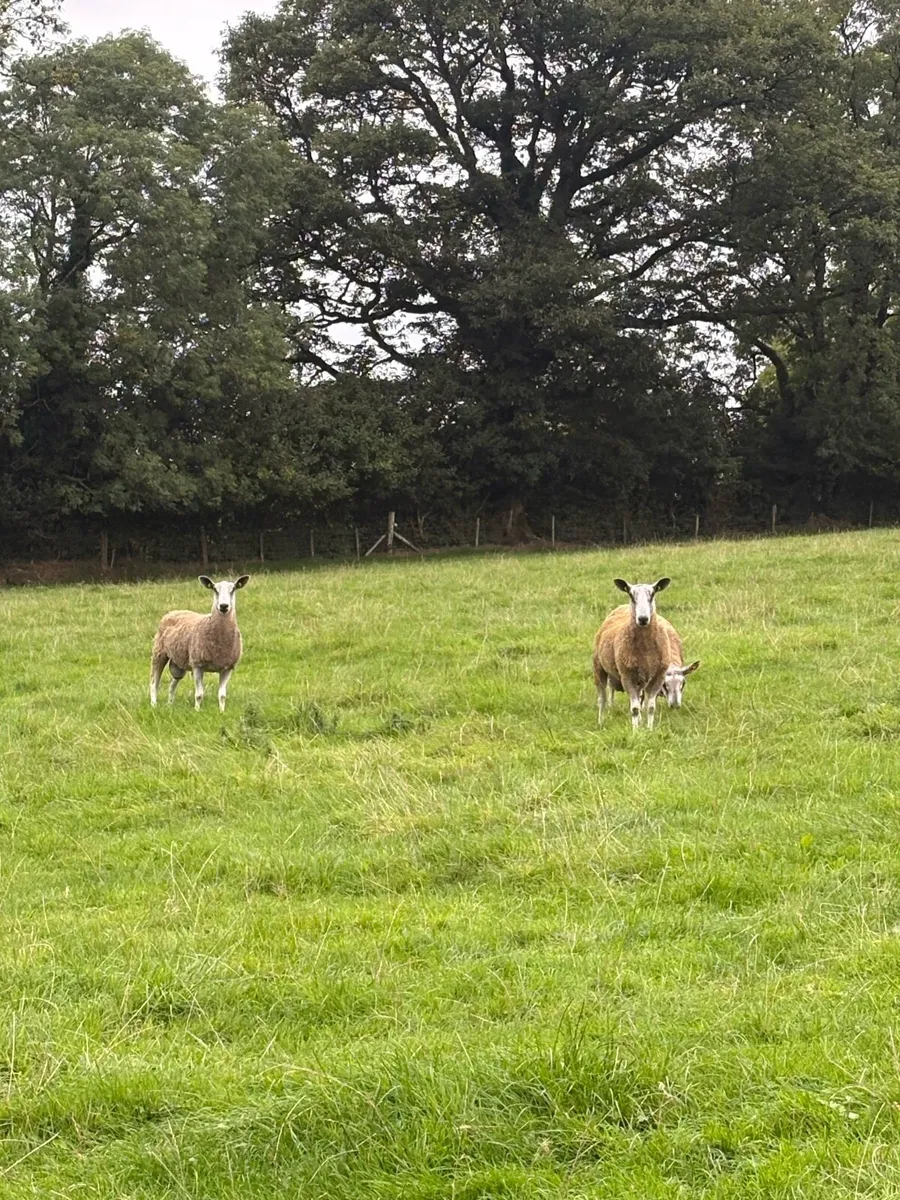 Bluefaced Leicester Rams for Sale - Image 2