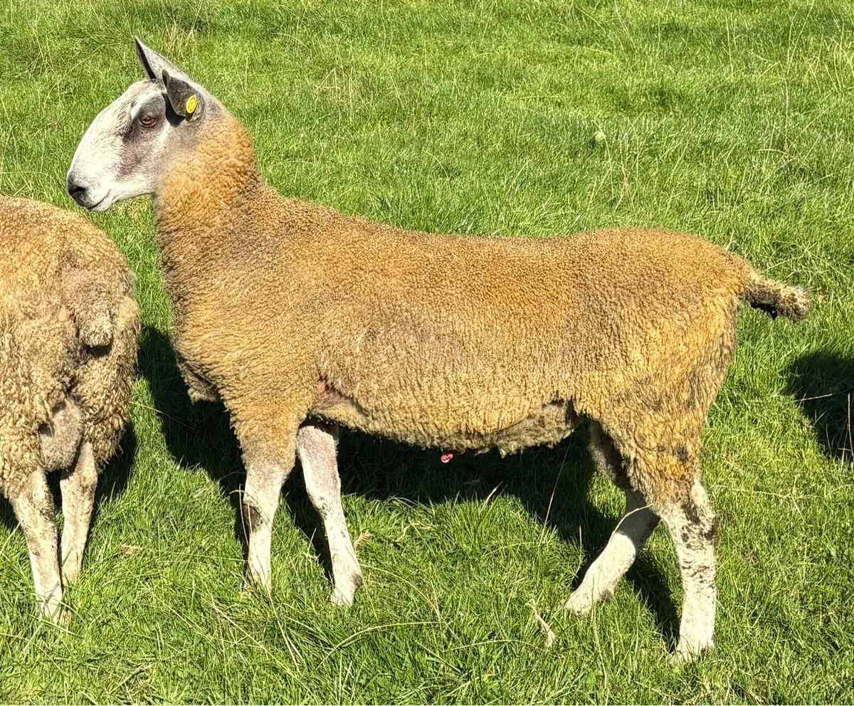 Bluefaced Leicester Rams for Sale - Image 1