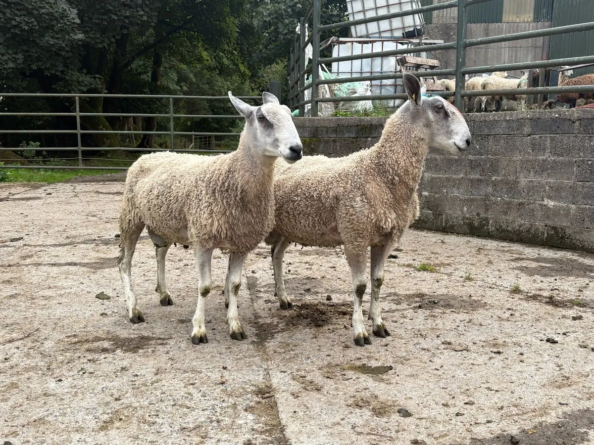 Bluefaced Leicester Rams for Sale - Image 4