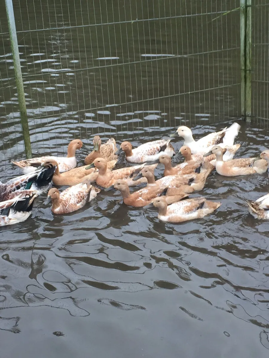 Walsh Harlequin Ducks for sale - Image 1