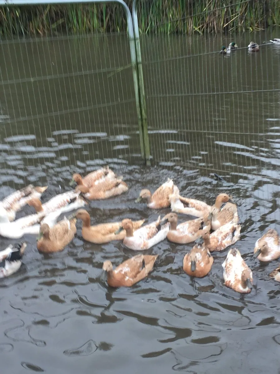 Walsh Harlequin Ducks for sale - Image 2