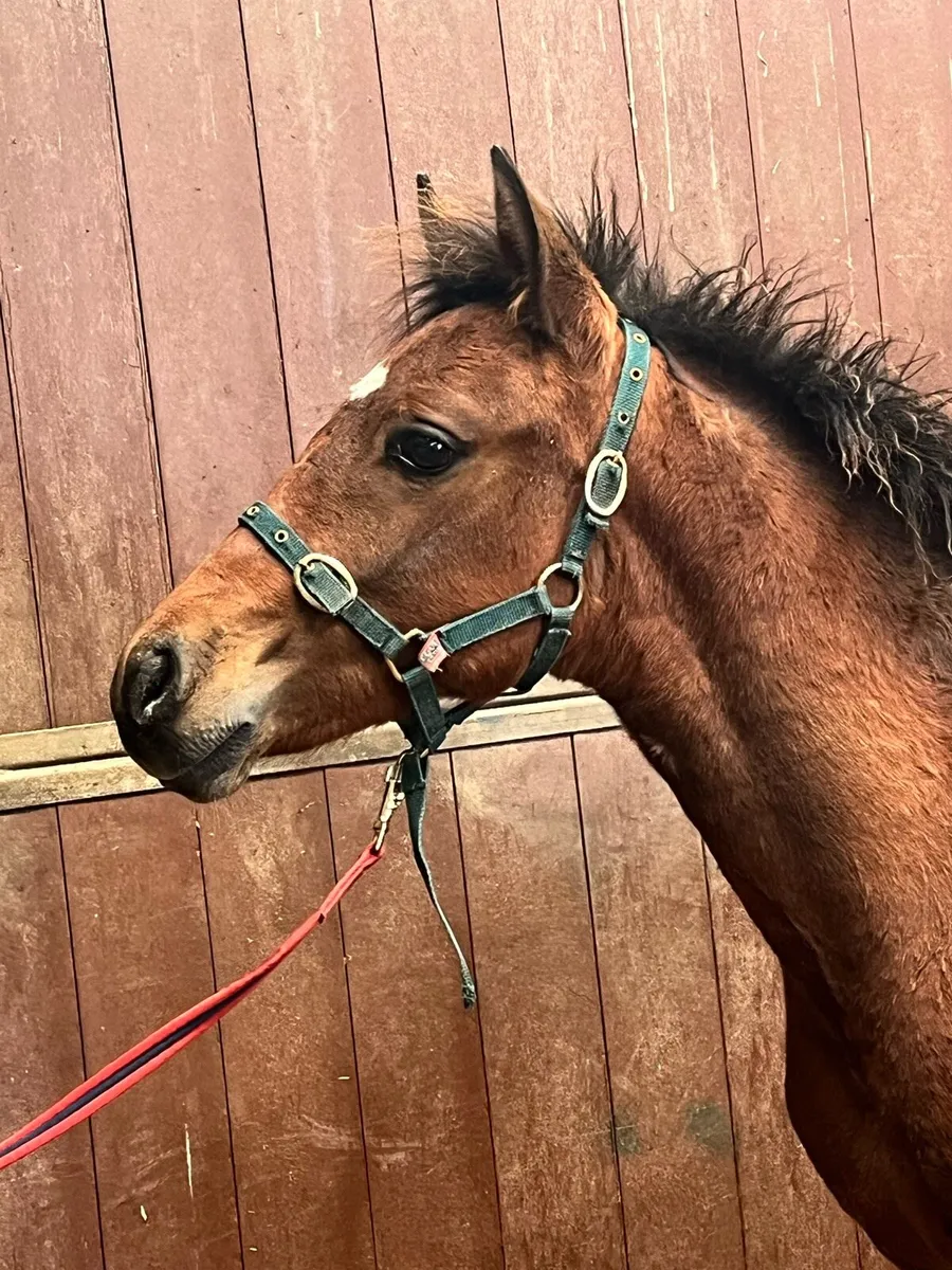 Connemara colt foal - Image 1