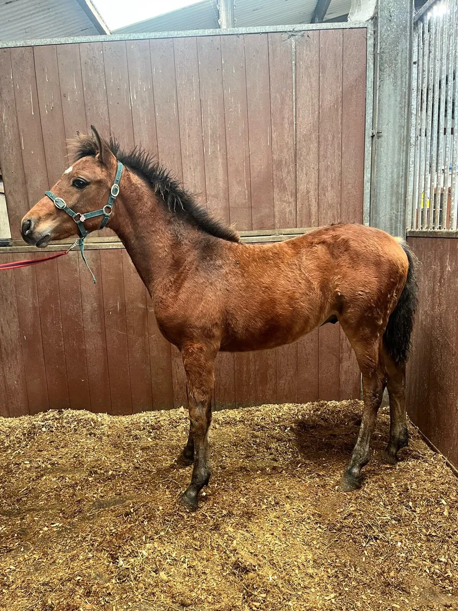 Connemara colt foal - Image 2
