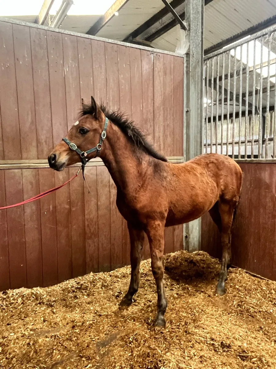Connemara colt foal - Image 3