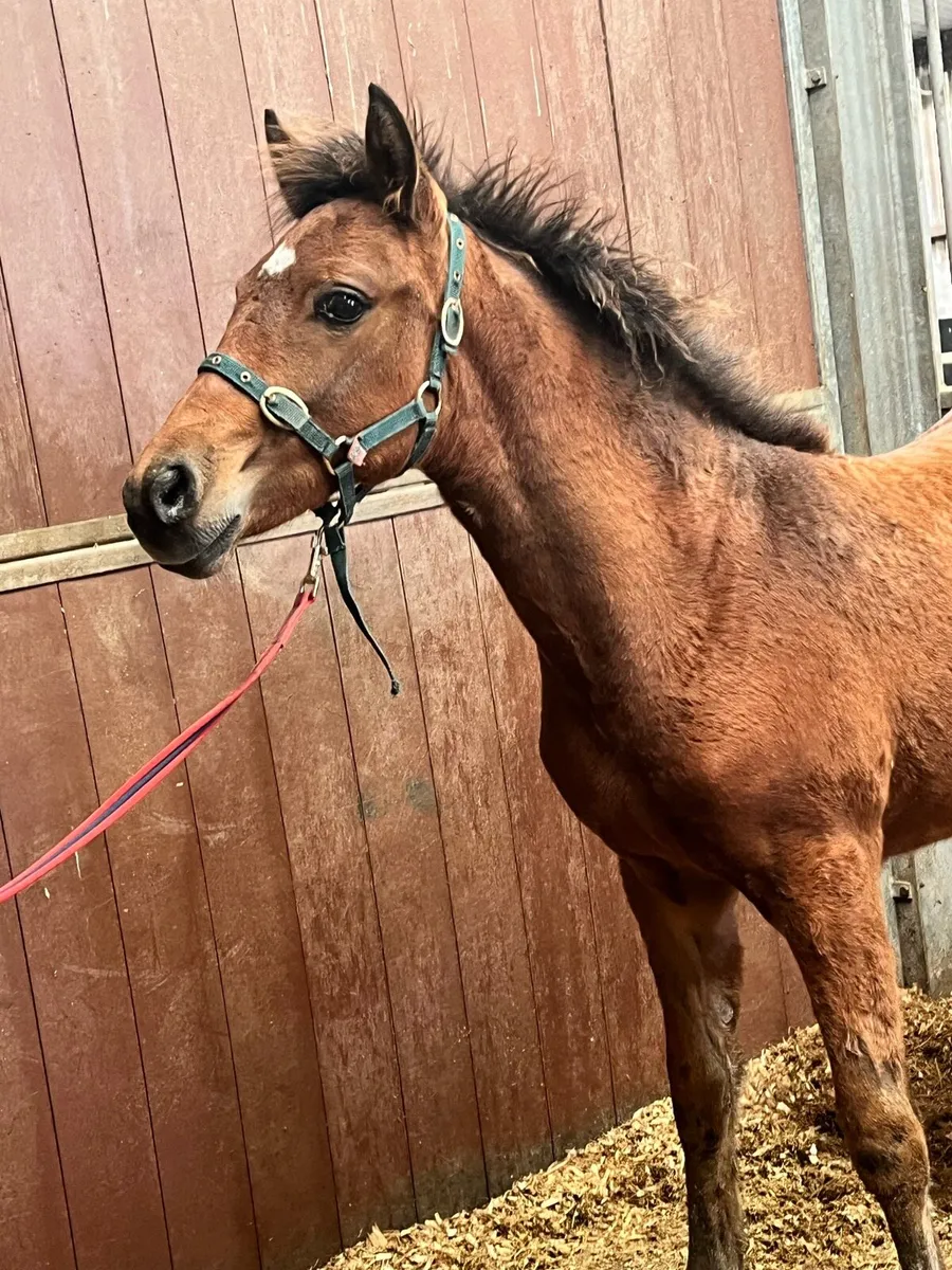 Connemara colt foal - Image 4