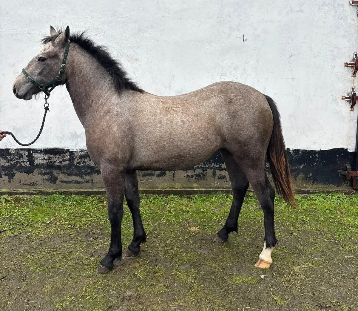 2 Yearlings - Image 1