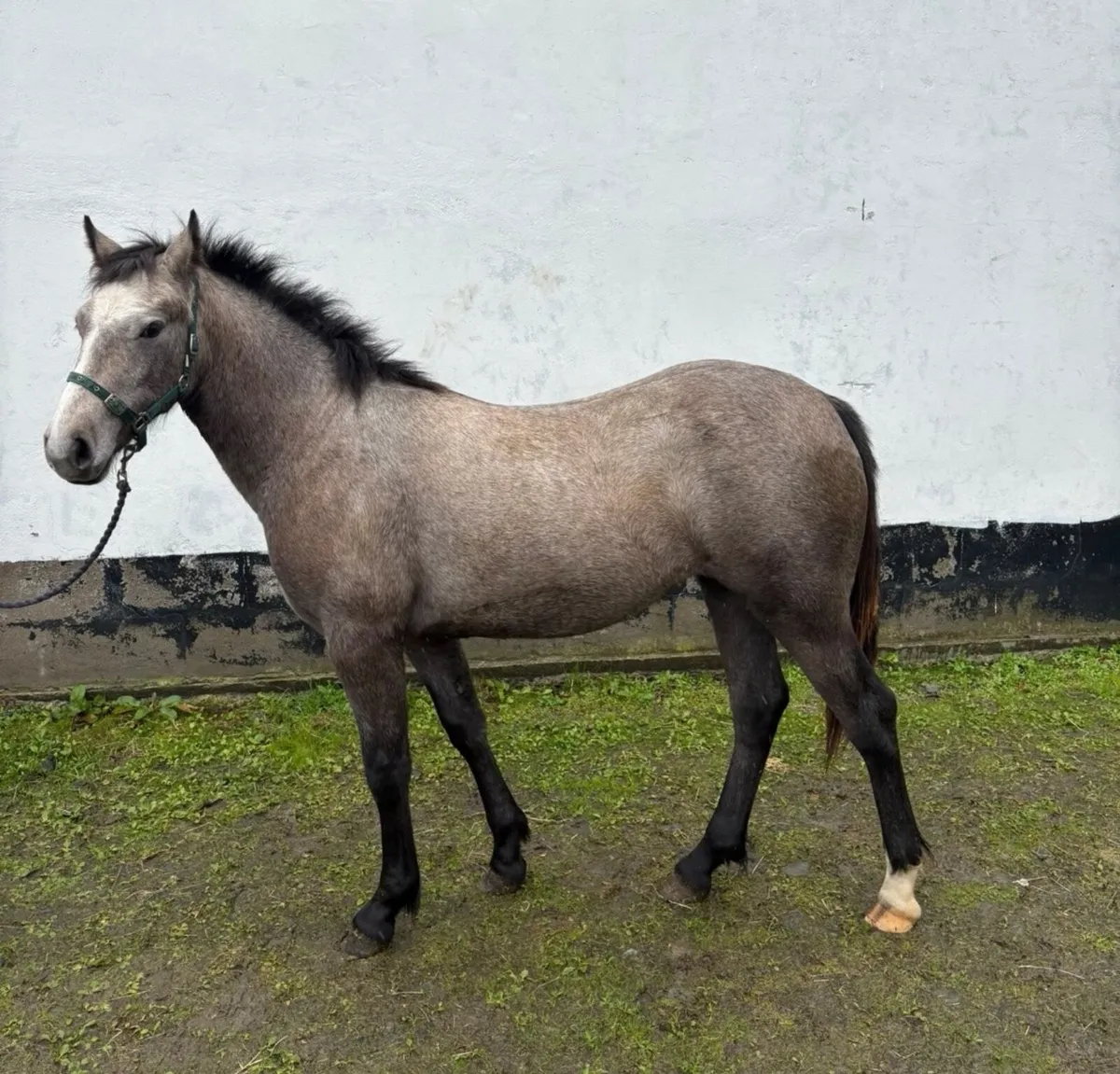 2 Yearlings - Image 2