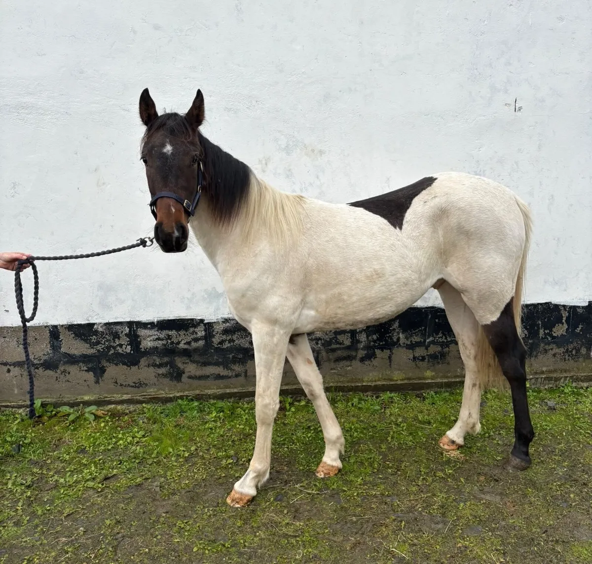 2 Yearlings - Image 3