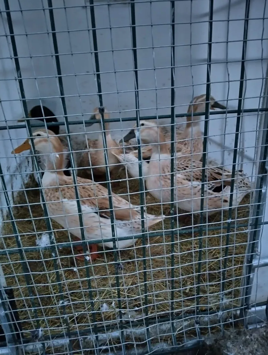Welsh harlequins ducks & Embden geese for sale €20 - Image 2