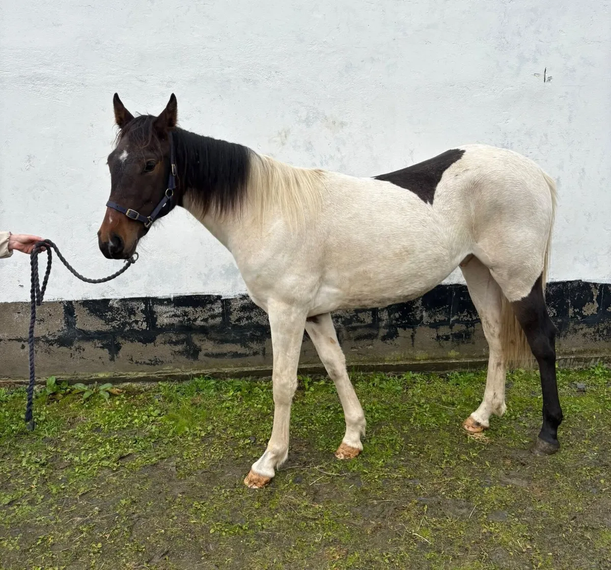2 Yearlings - Image 4