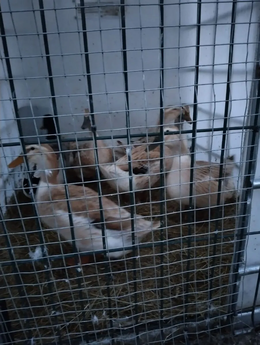 Welsh harlequins ducks & Embden geese for sale €20 - Image 3