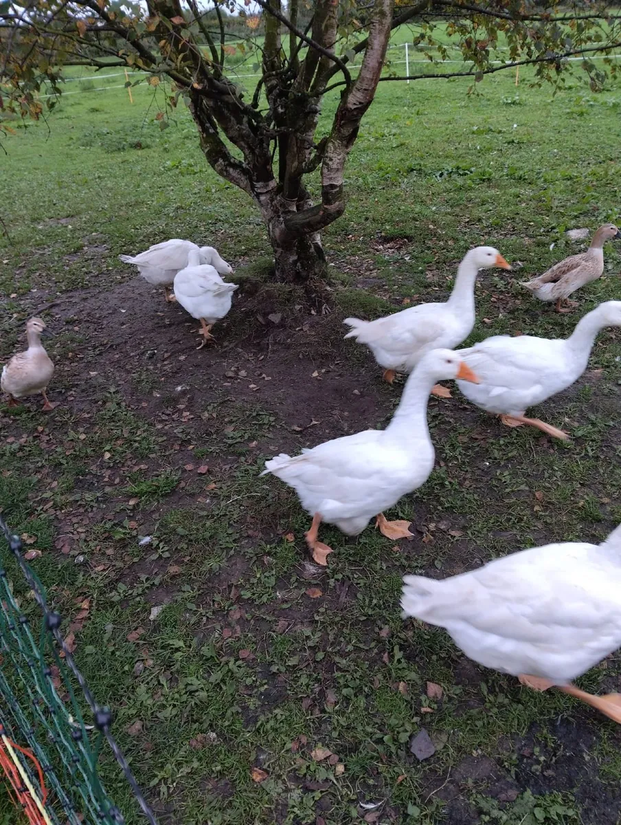 Welsh harlequins ducks & Embden geese for sale €20 - Image 4