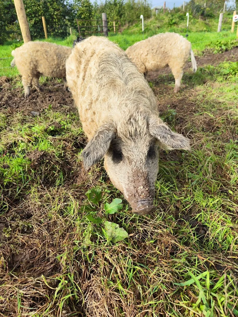 Mangalica Pig - Image 3