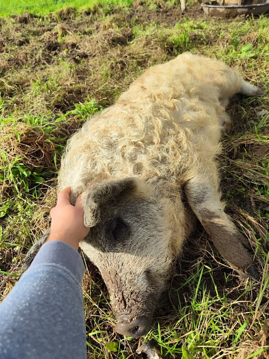 Mangalica Pig - Image 2