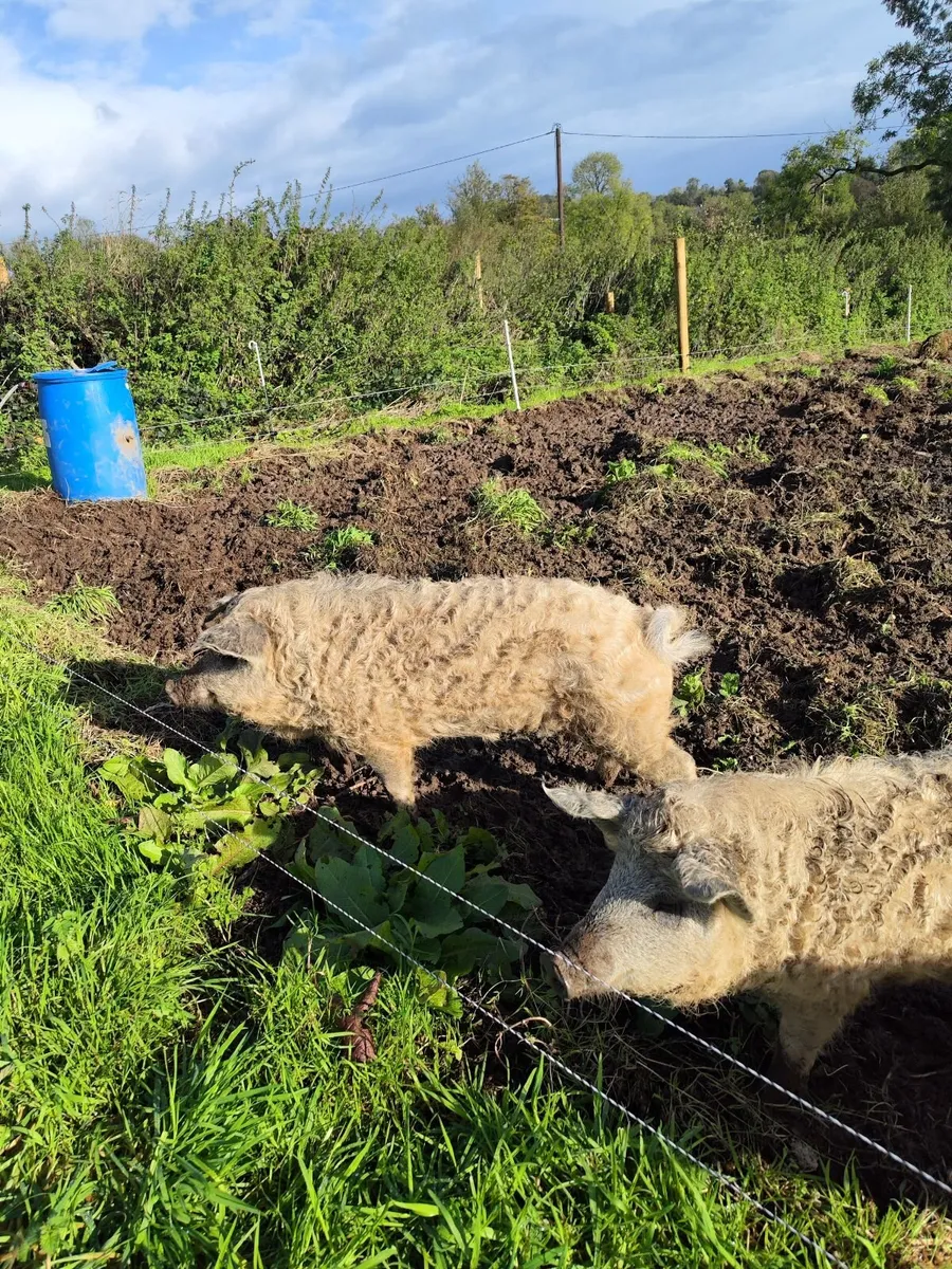 Mangalica Pig - Image 4