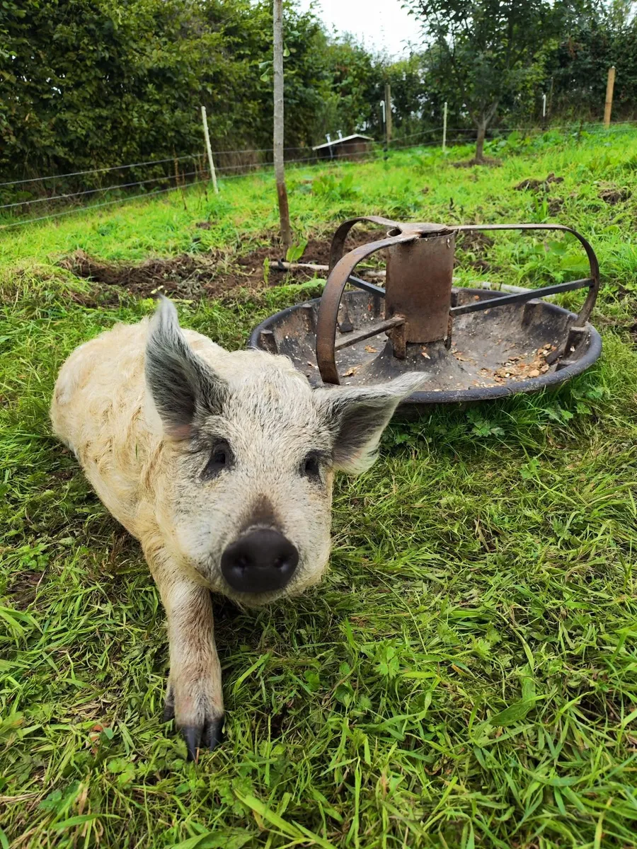 Mangalica Pig - Image 1