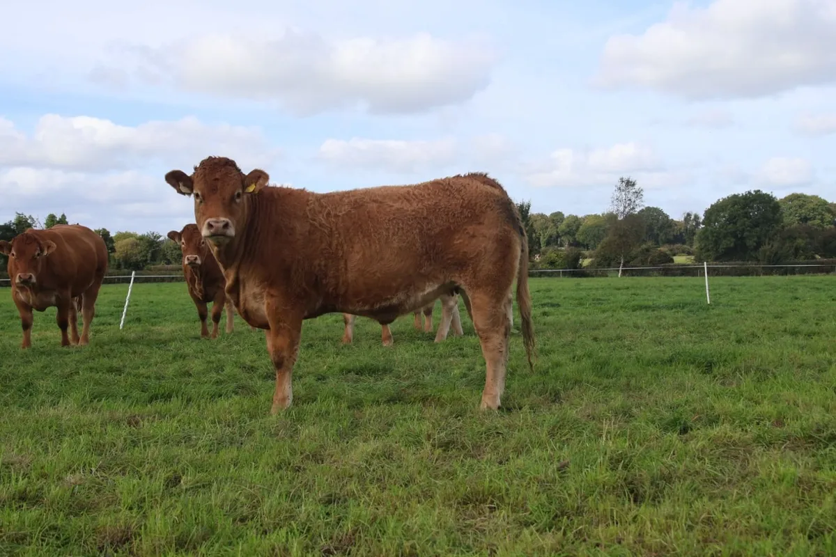 15 month old PBR Limousin Heifer - Image 1
