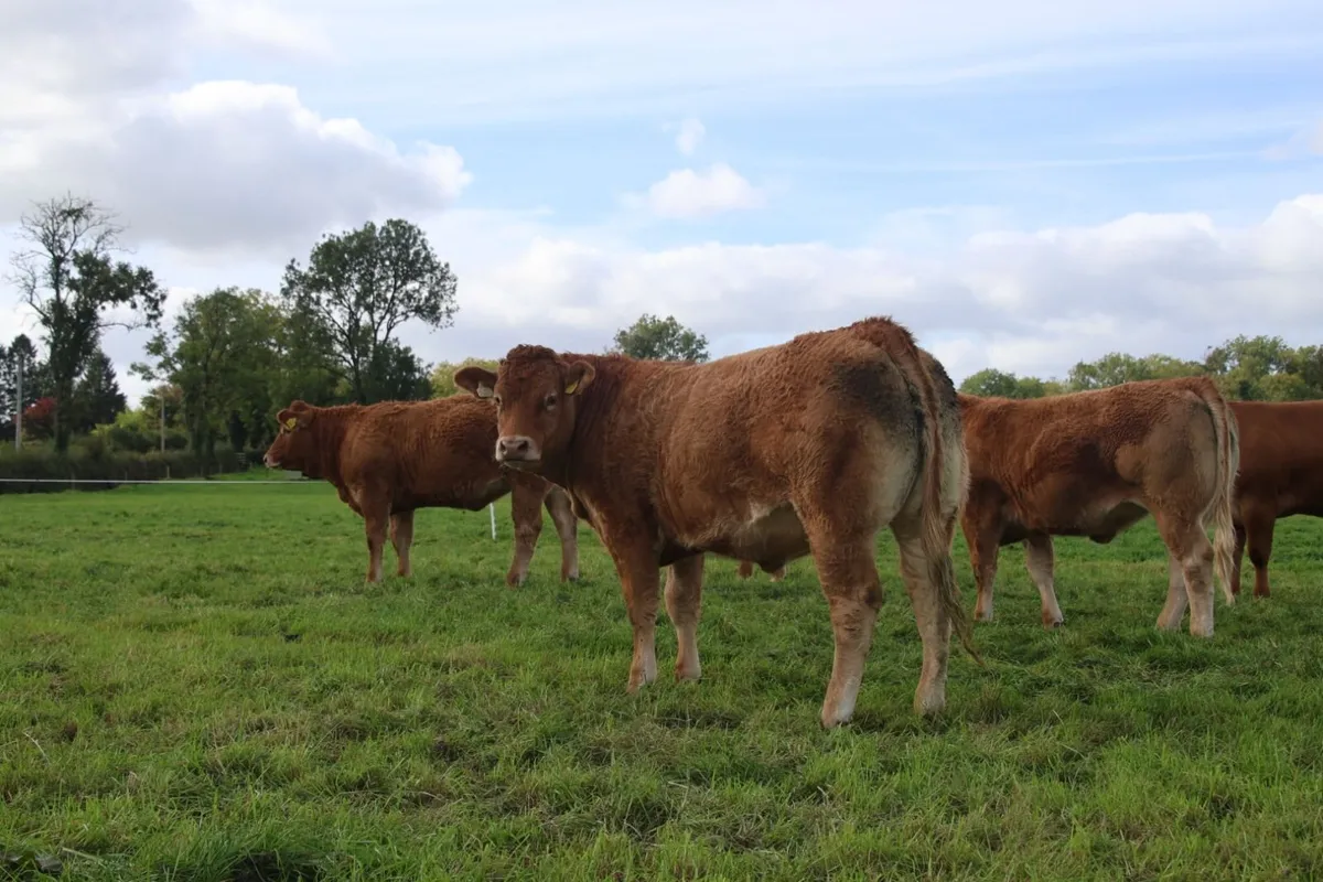 15 month old PBR Limousin Heifer - Image 2